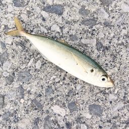 アジ