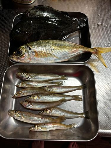 釣果