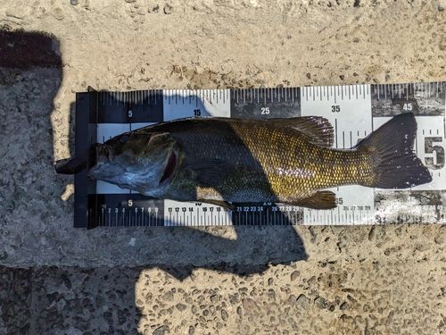 スモールマウスバスの釣果