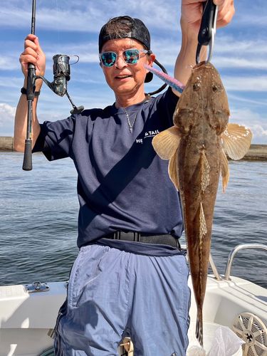 マゴチの釣果