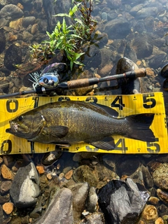 スモールマウスバスの釣果