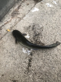 ナマズの釣果