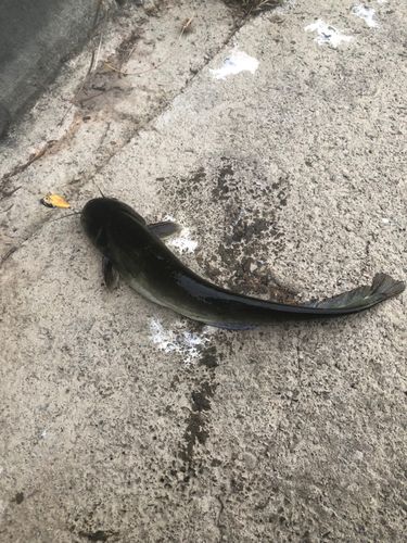 ナマズの釣果