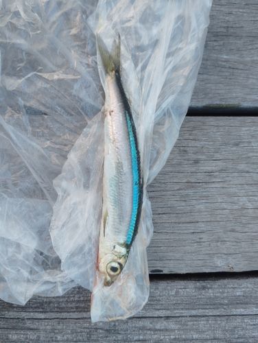 ウルメイワシの釣果