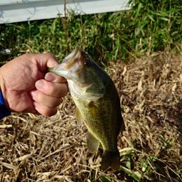 ラージマウスバス