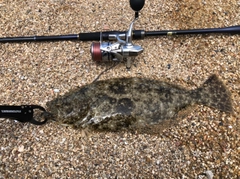 ヒラメの釣果