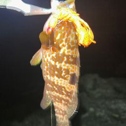 キジハタ