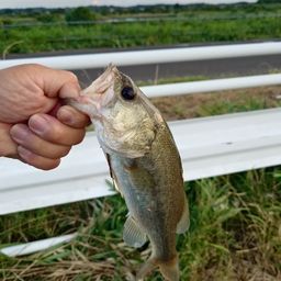 ラージマウスバス