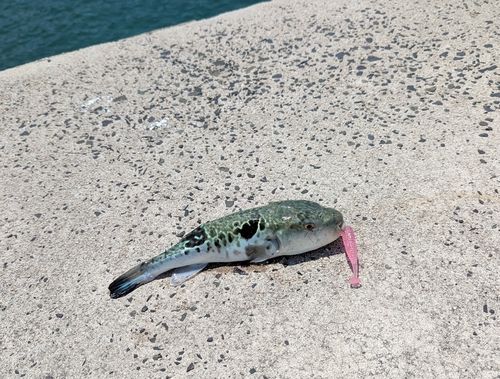 トラフグの釣果