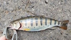 アマゴの釣果