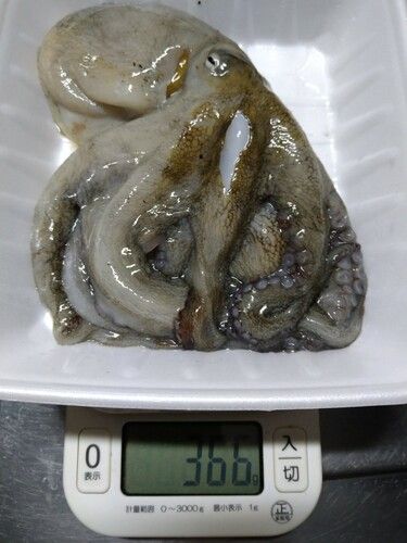 タコの釣果