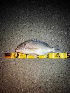 キビレの釣果