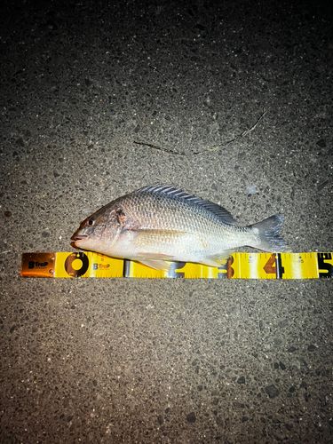 キビレの釣果