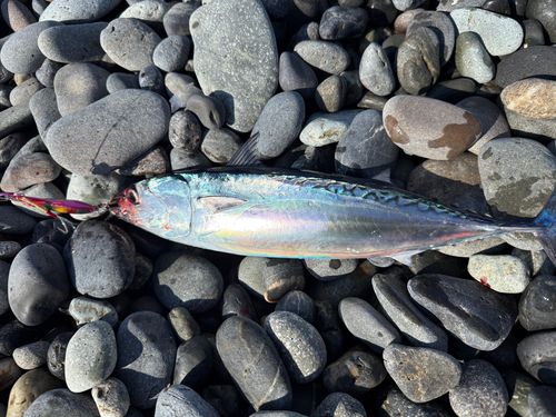 ソウダガツオの釣果