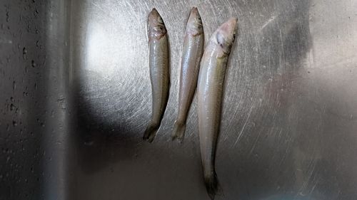 キスの釣果