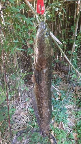 カムルチーの釣果