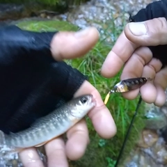 イワナの釣果