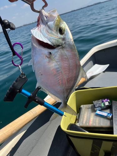 タイの釣果