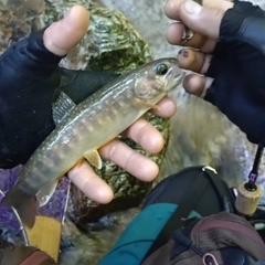 イワナの釣果