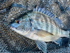 チヌの釣果