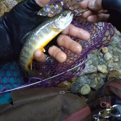 イワナの釣果