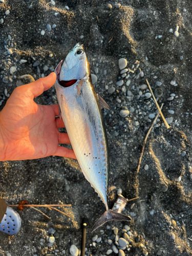 ソウダガツオの釣果