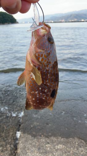 キジハタの釣果