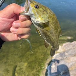 スモールマウスバス