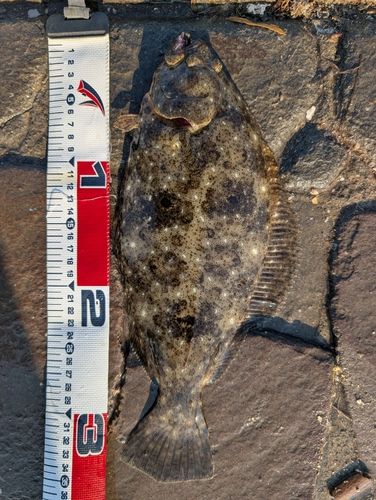ソゲの釣果