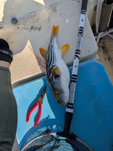 シマフグの釣果