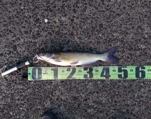 アメリカナマズの釣果