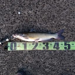 アメリカナマズ