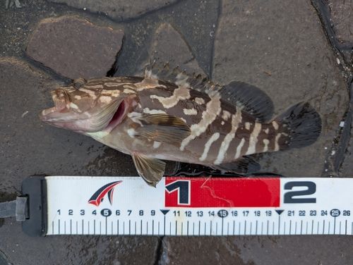 クエの釣果