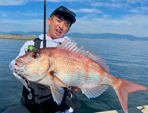 マダイの釣果