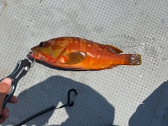 アカハタの釣果