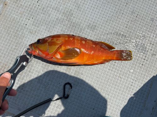 アカハタの釣果