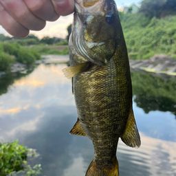 スモールマウスバス