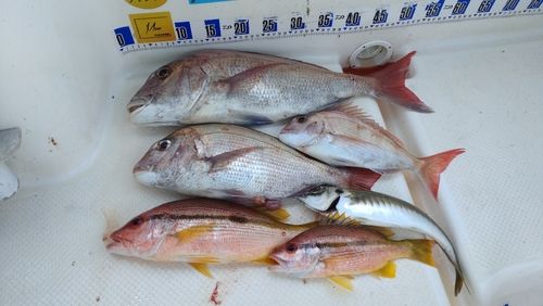 タイの釣果