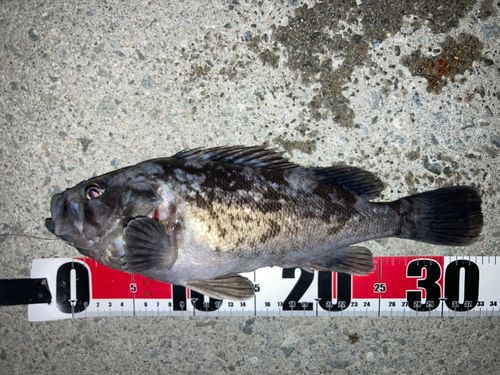 クロソイの釣果