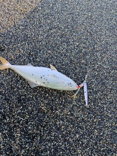 ワカシの釣果