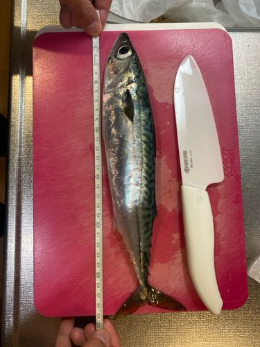 マイワシの釣果