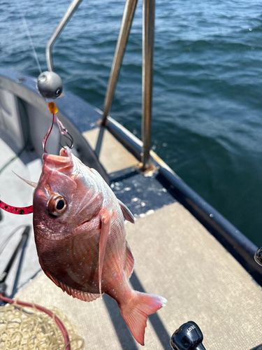マダイの釣果