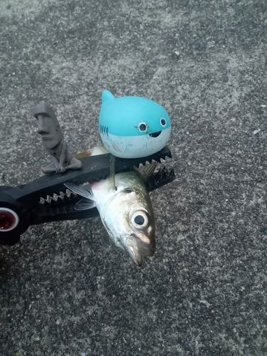 マアジの釣果