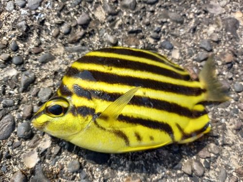 カゴカキダイの釣果