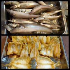 シロギスの釣果