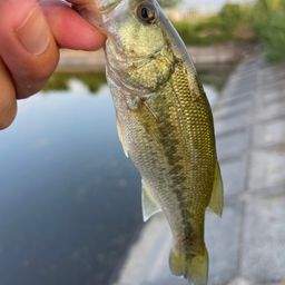 ラージマウスバス