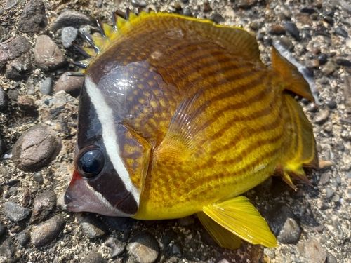 チョウチョウウオの釣果
