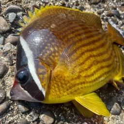 チョウチョウウオ