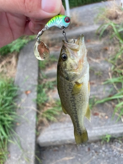ラージマウスバスの釣果