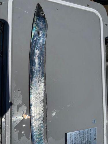タチウオの釣果